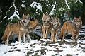 Bayerwald Tierpark_15